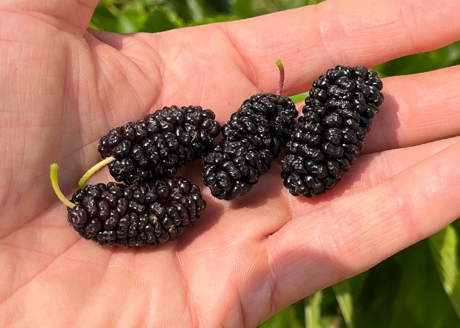 Árvore da Amoreira de Vaso de fruto comprido “Dá Sempre”🇺🇸