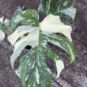 Monstera Deliciosa Constelação🌿🌌