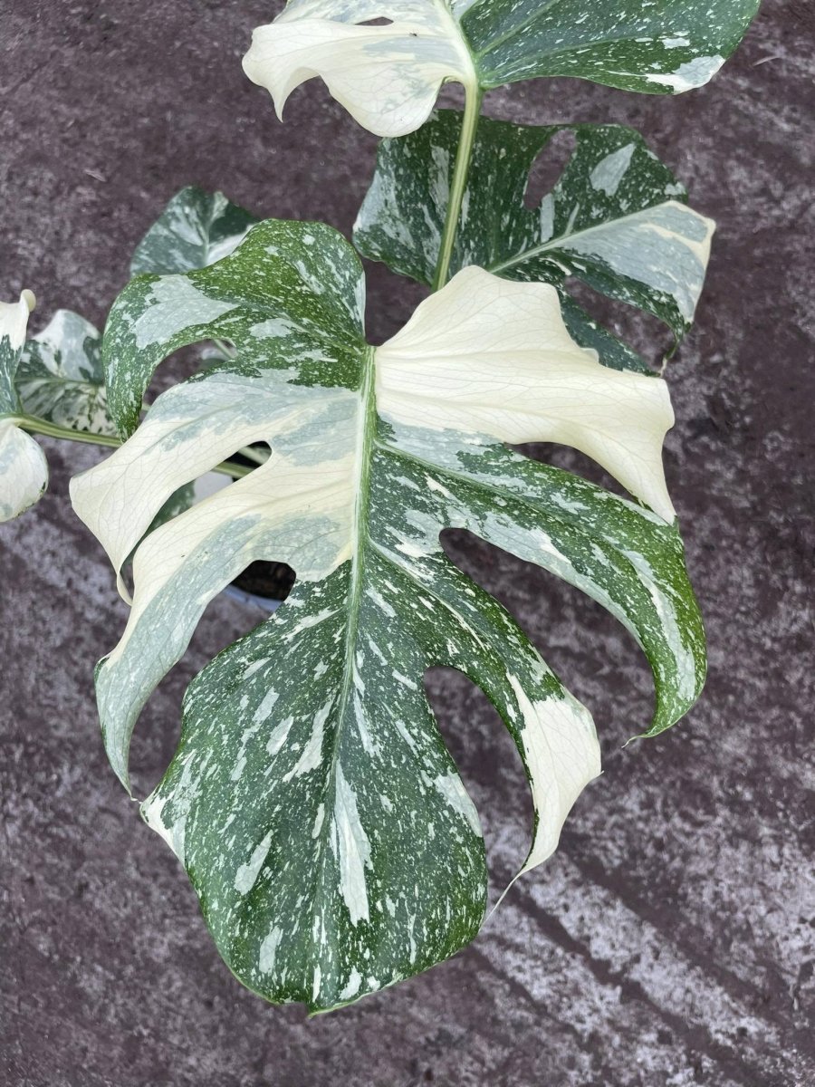 Monstera Deliciosa Constelação🌿🌌