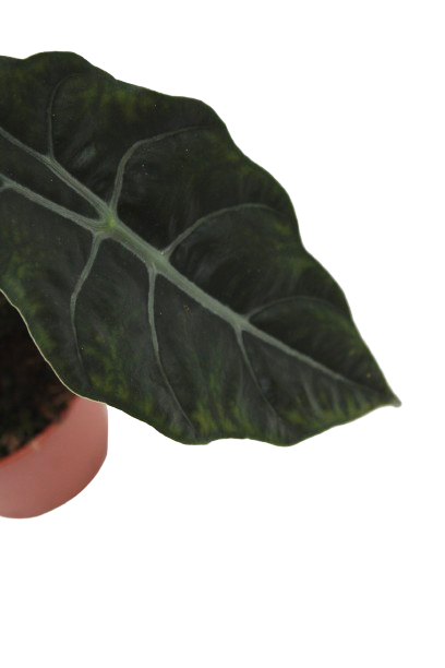Alocasia chantrieri