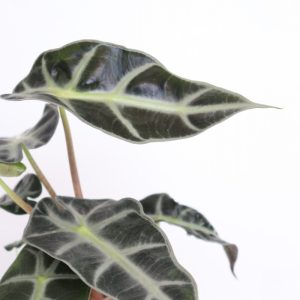 Alocasia amazónica ‘Curly Bambino’