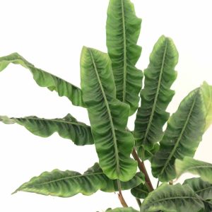 Alpinia ‘Crispy’