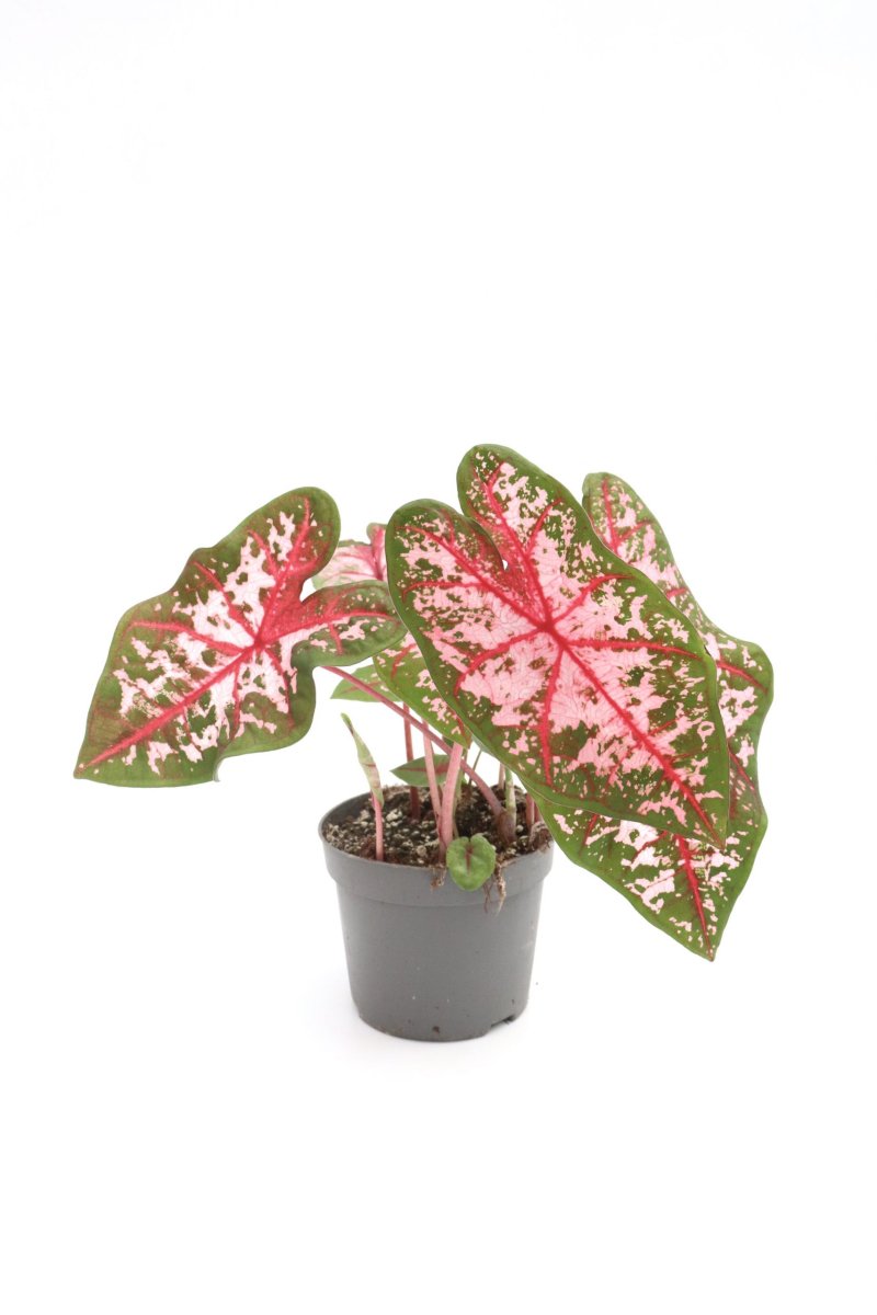 Caladium ‘Carolyn Whorton’ - Image 4