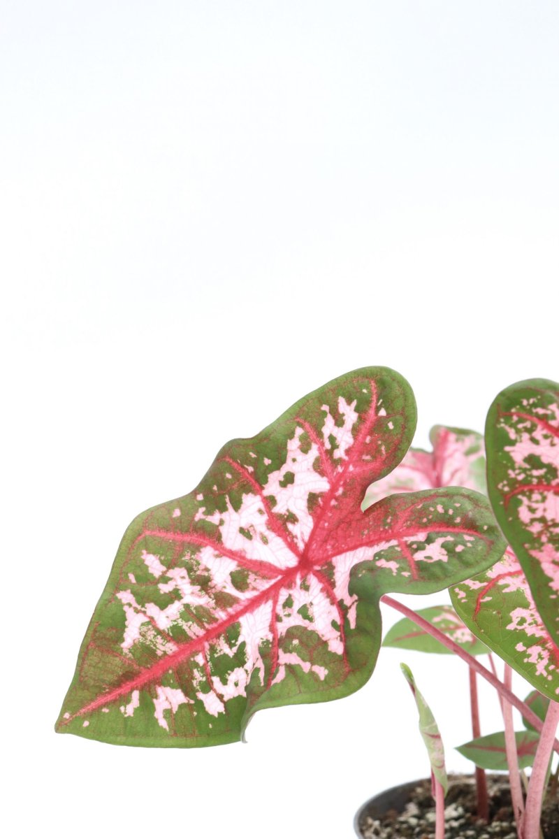 Caladium ‘Carolyn Whorton’ - Image 3