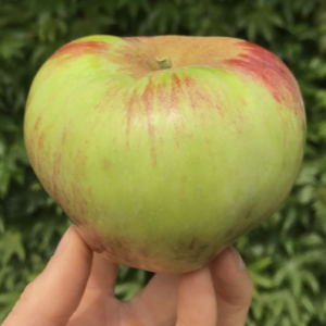 Macieira da maçã GIGANTE da HUNGRIA🍏😁🇭🇺