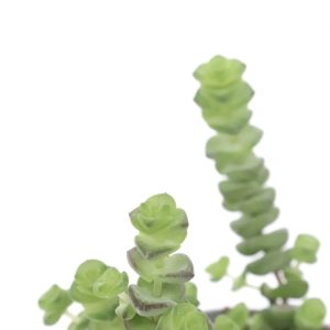 Crassula marnieriana ‘Hottentot’