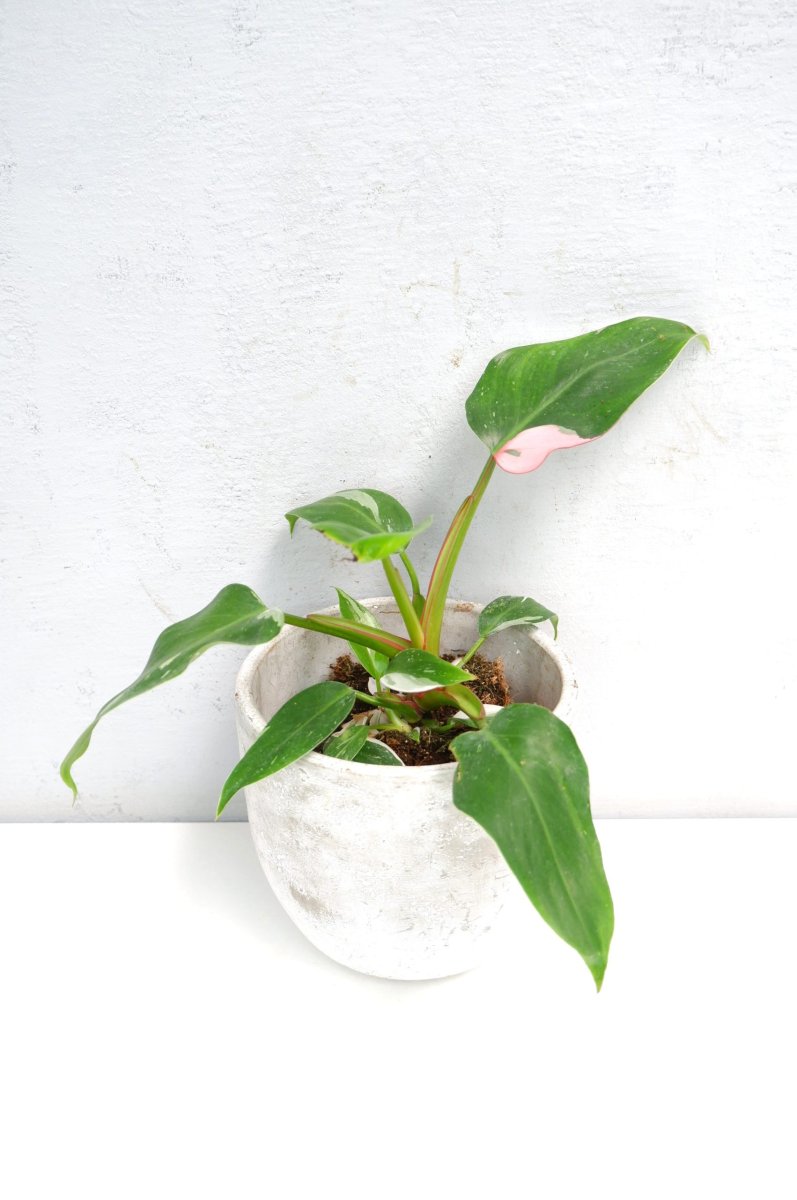 Philodendron White Princess Tricolor - Image 2
