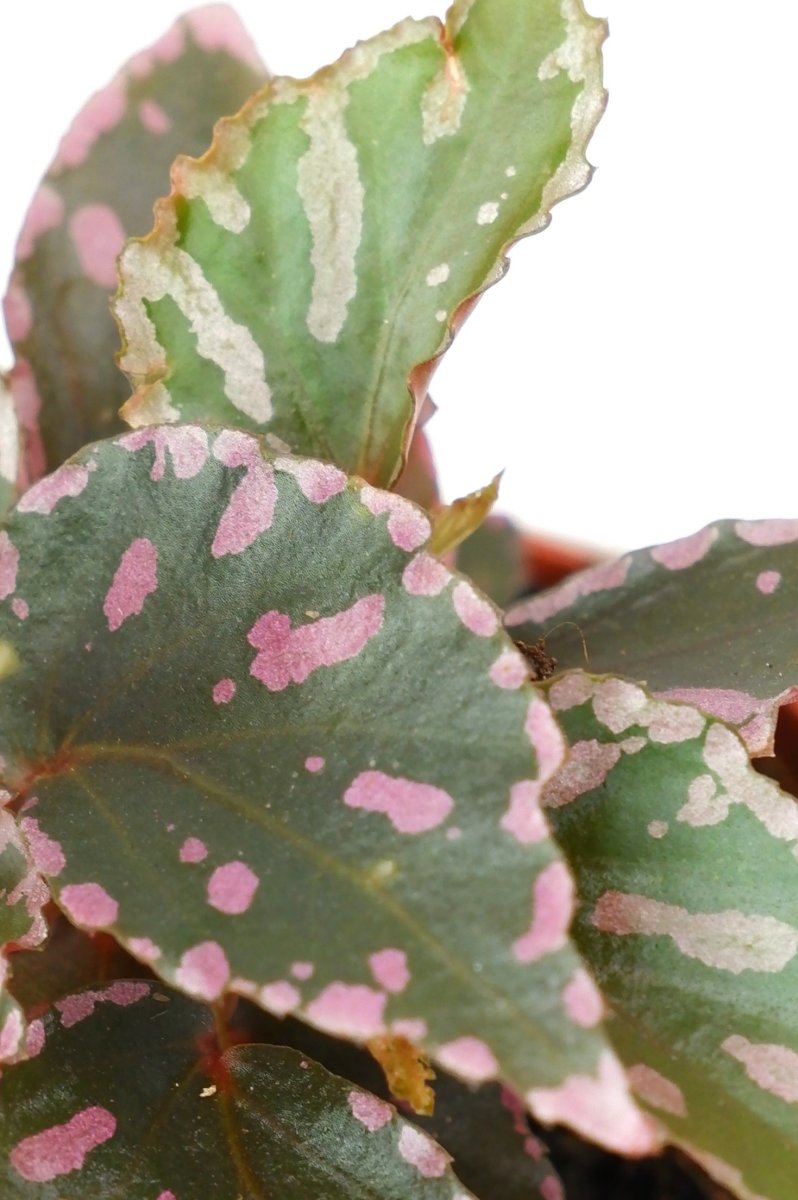 Begonia Julau - Image 5