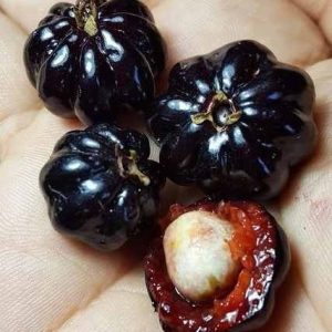 Pitanga preta Zill de seleçao
