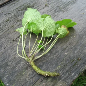 Planta do Wasabi do Japão🌿♾️🍣🇯🇵