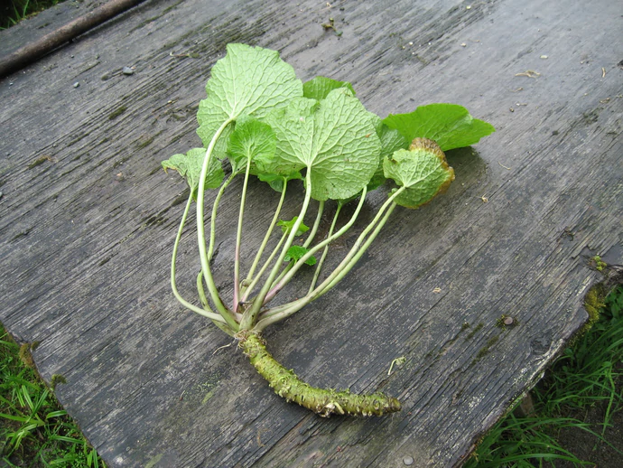 Planta do Wasabi do Japão🌿♾️🍣🇯🇵