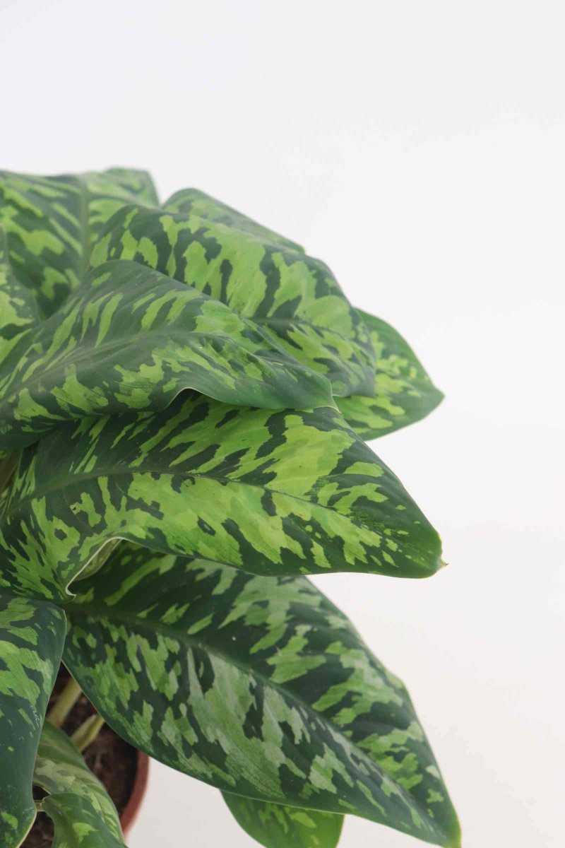 Homalomena wallisii ‘Camouflage’