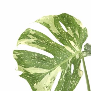 Monstera deliciosa ‘Thai Constellation’
