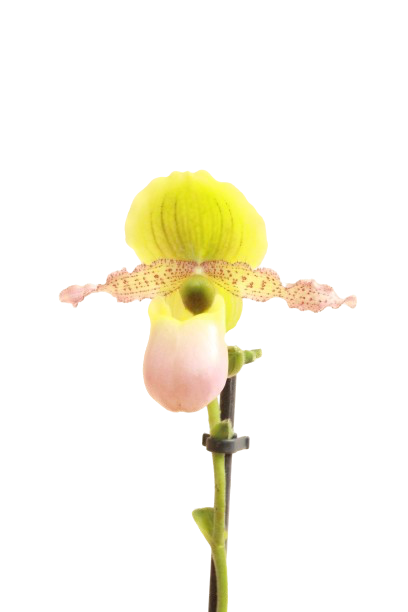 Paphiopedilum chamberlainianum ‘Pinocchio’
