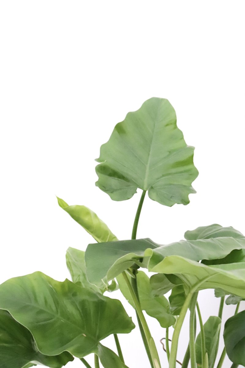 Philodendron cordatum - Image 2