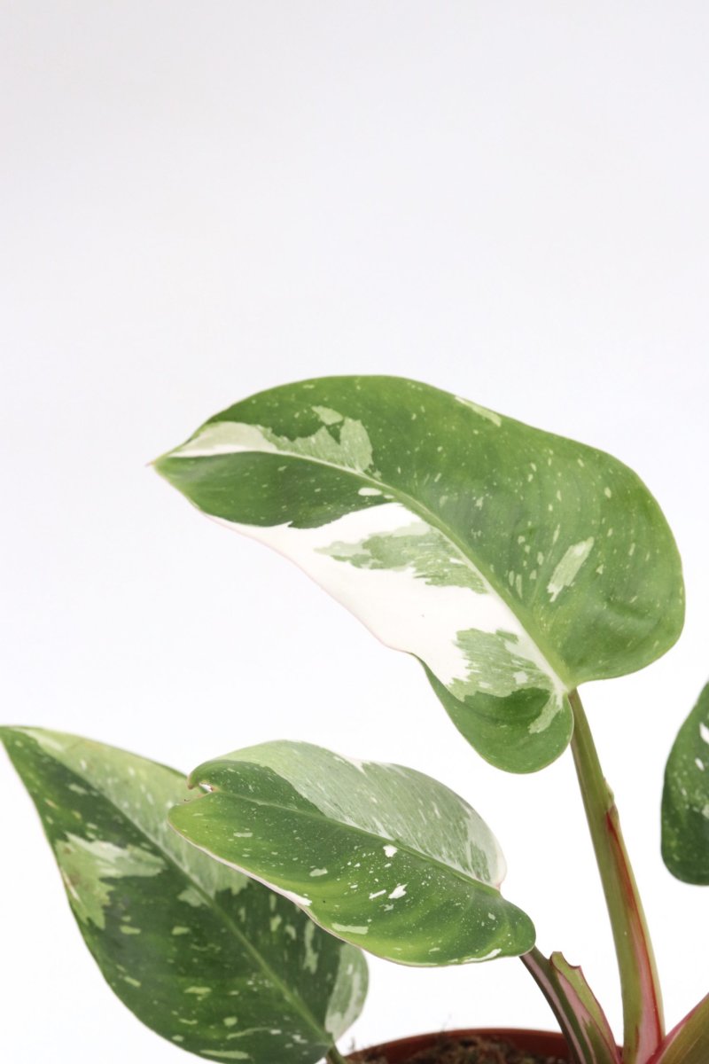 Philodendron erubescens ‘White Princess’
