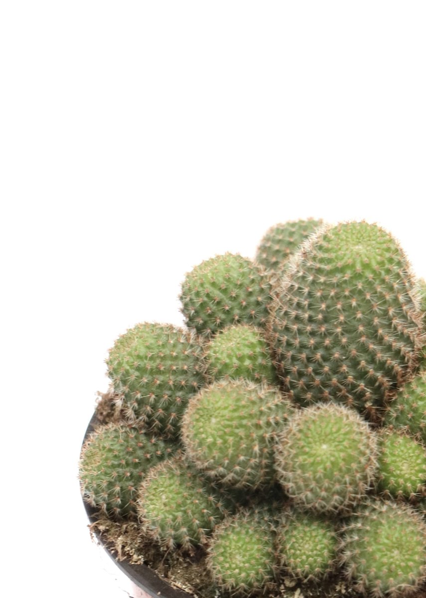 Rebutia heliosa