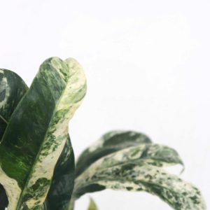 Rhaphidophora puberula ‘Variegata’