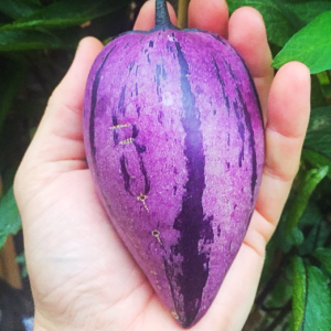Pera melão ROXA Tropical