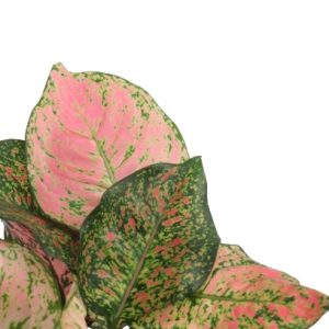 Aglaonema ‘Crimson Love’