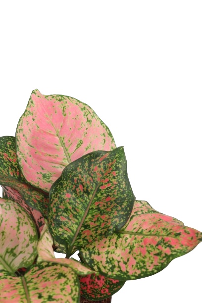 Aglaonema ‘Crimson Love’