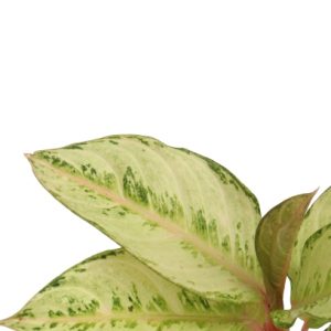 Aglaonema ‘Frozen’