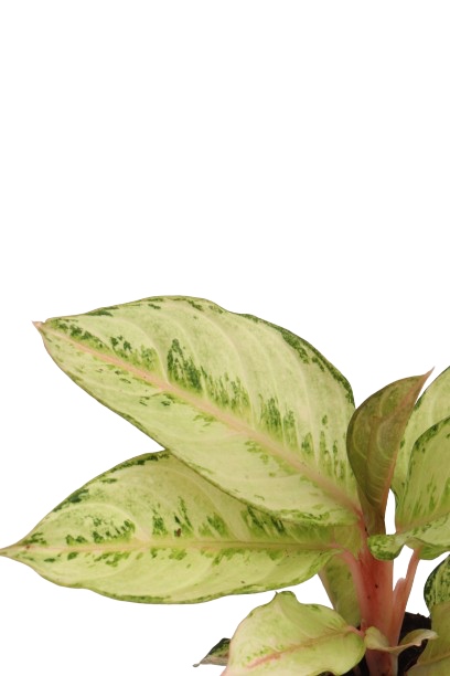 Aglaonema ‘Frozen’