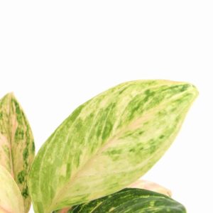 Aglaonema ‘Lovely Gold’