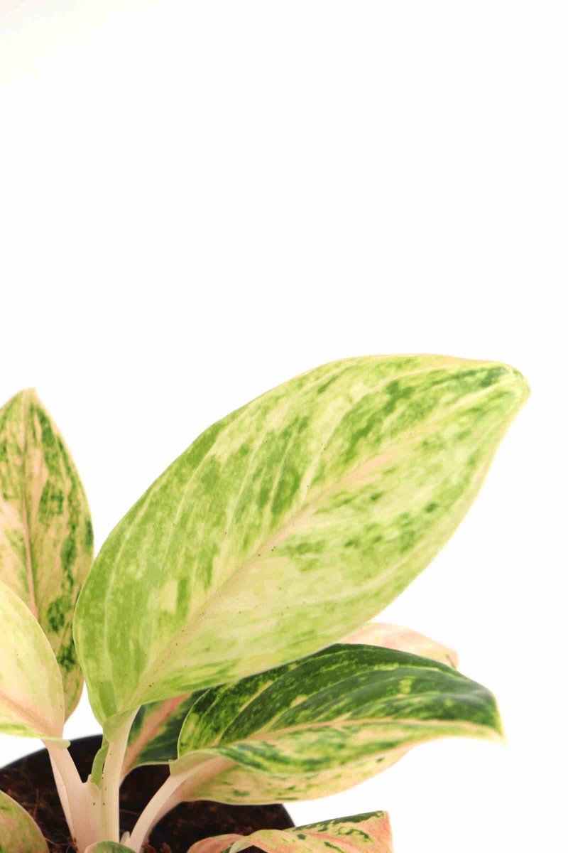 Aglaonema ‘Lovely Gold’