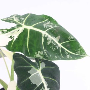 Alocasia micholitziana ‘Frydek’ Variegata