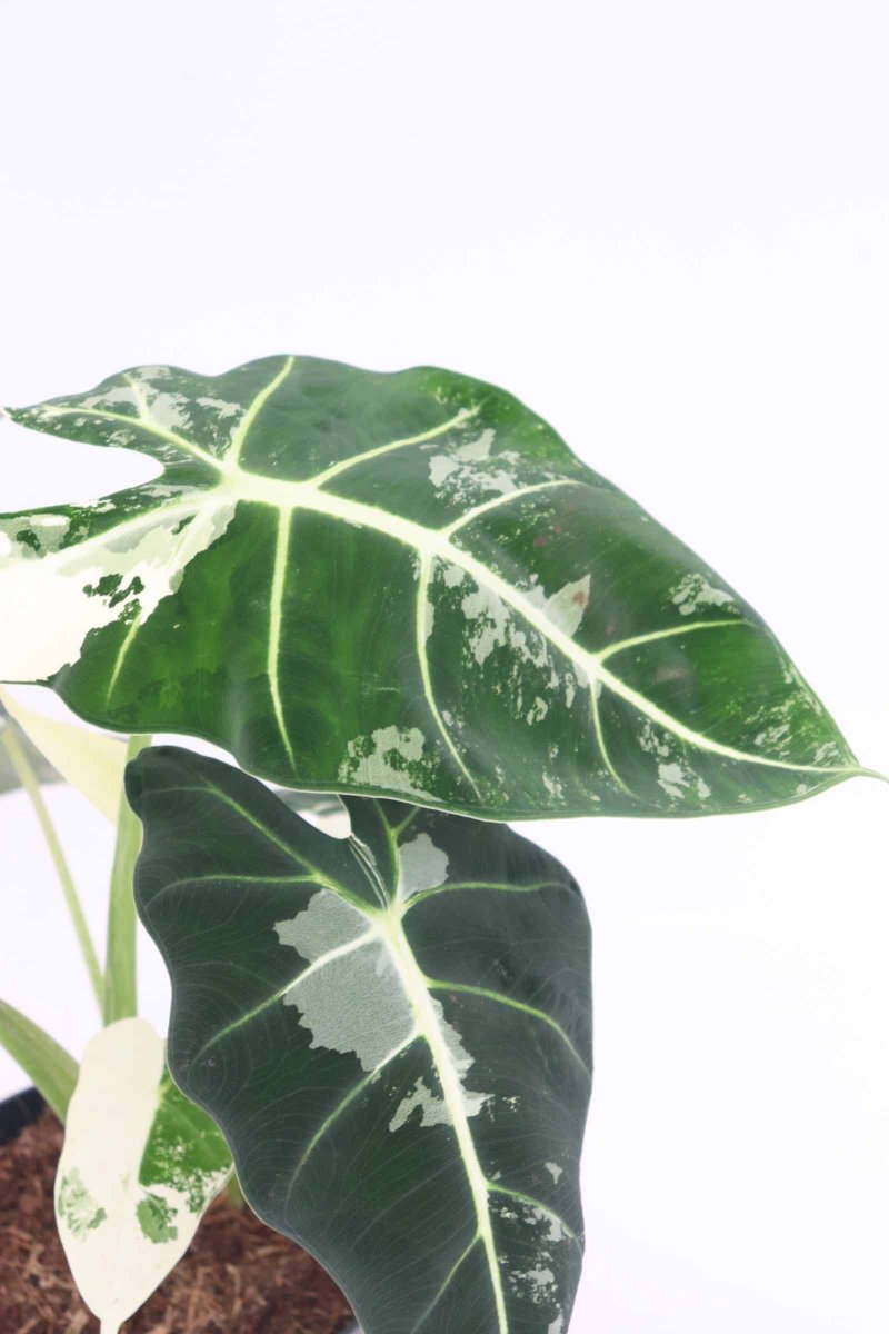 Alocasia micholitziana ‘Frydek’ Variegata