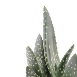 Aloe paradisicum