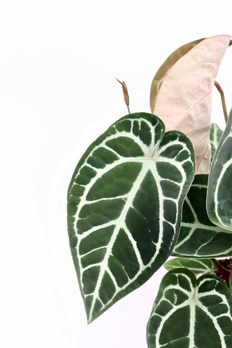 Anthurium crystallinum