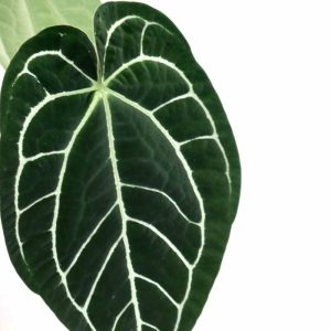 Anthurium magnificum