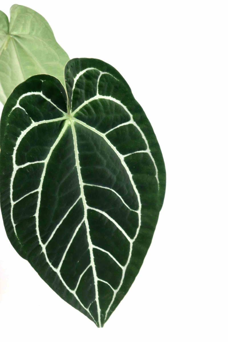 Anthurium magnificum