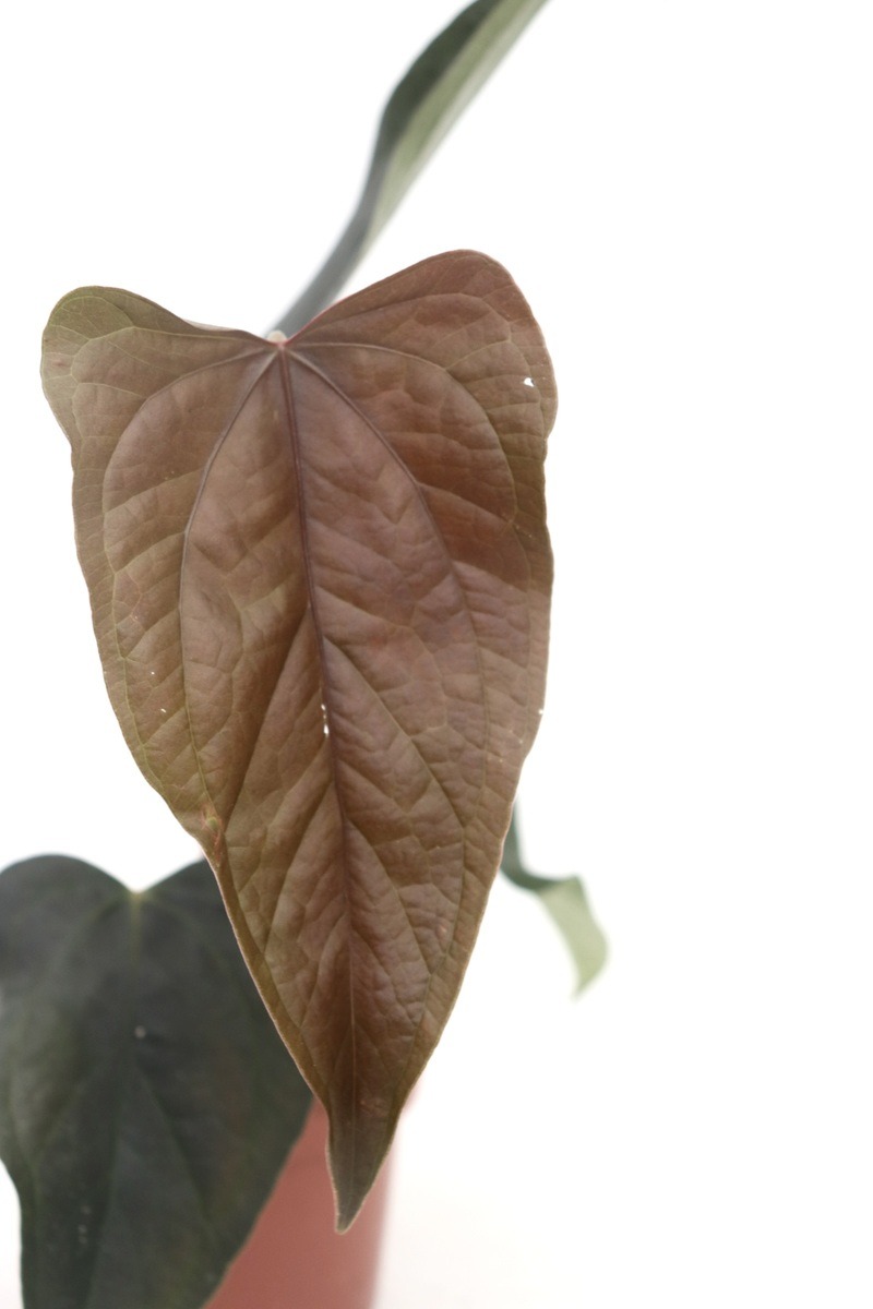 Anthurium ‘Queen of Hearts’