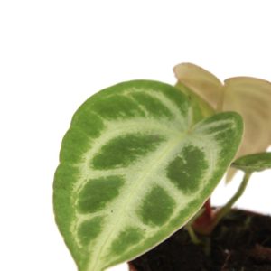 Anthurium crystallinum ‘Silver Blush’