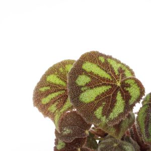 Begonia masoniana ‘Mountain’