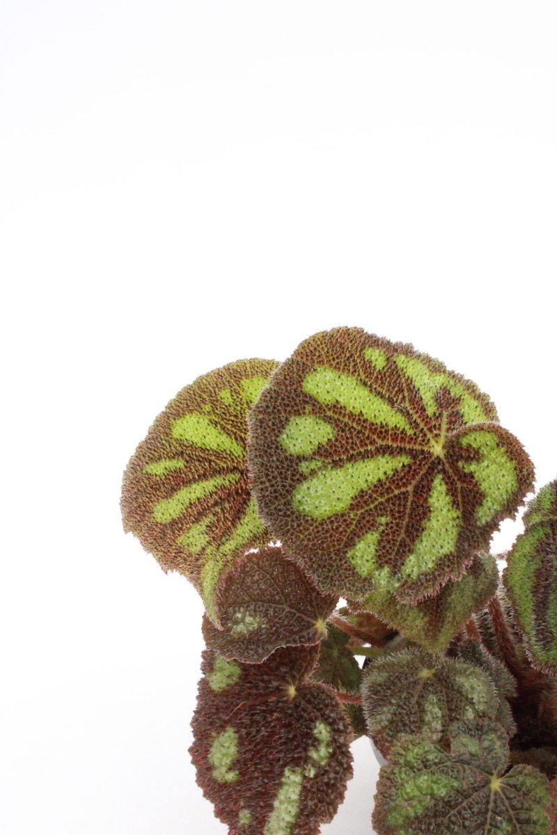 Begonia masoniana ‘Mountain’