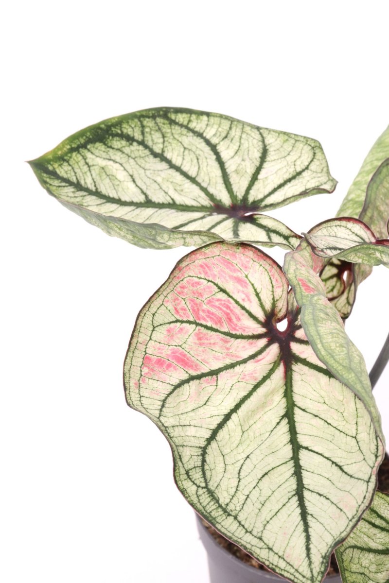 Caladium ‘Debutante’ - Image 2