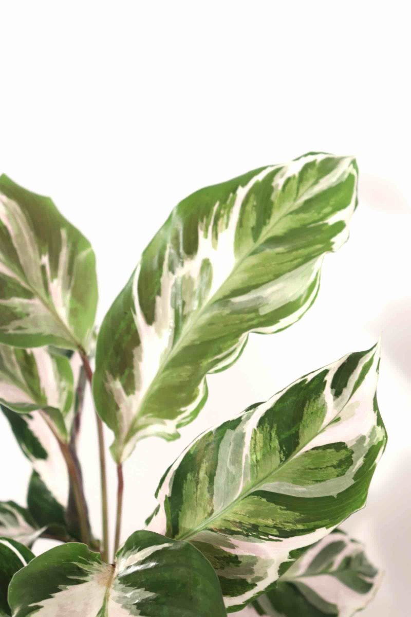 Calathea ‘Stella’