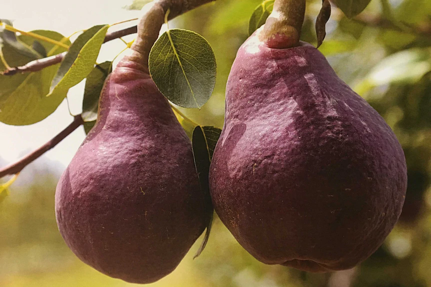 Pereira de Peras Pretas🍐