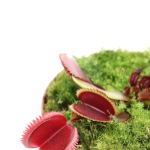 Dionaea muscipula ‘Red Dragon’