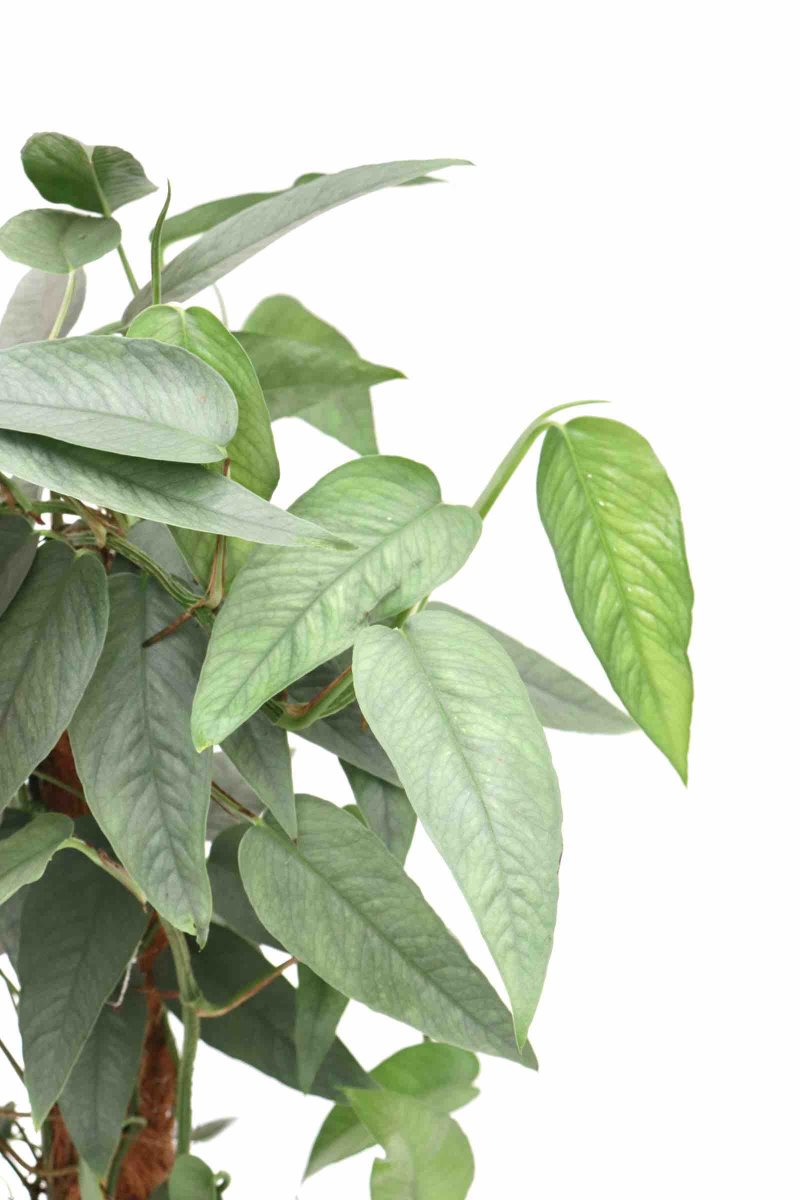 Epipremnum pinnatum ‘Cebu Blue’