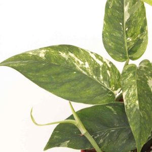 Epipremnum pinnatum Variegata