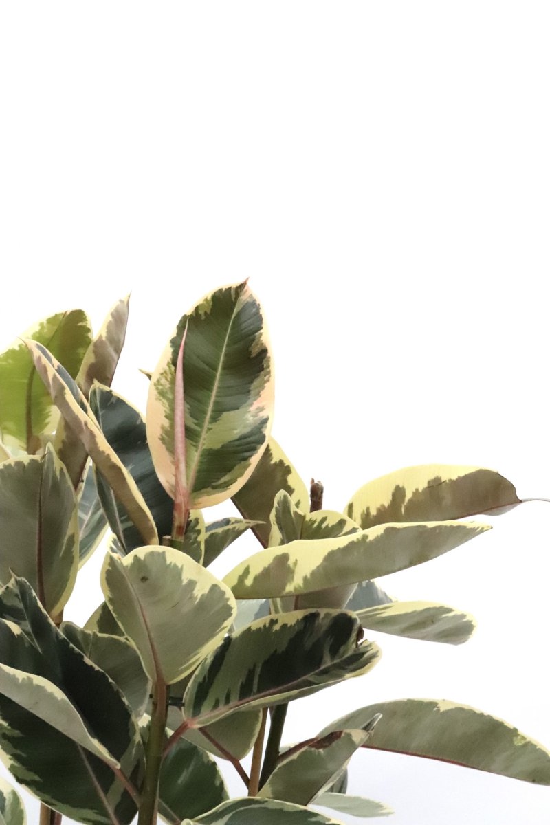 Ficus elastica ‘Tineke’ - Image 9