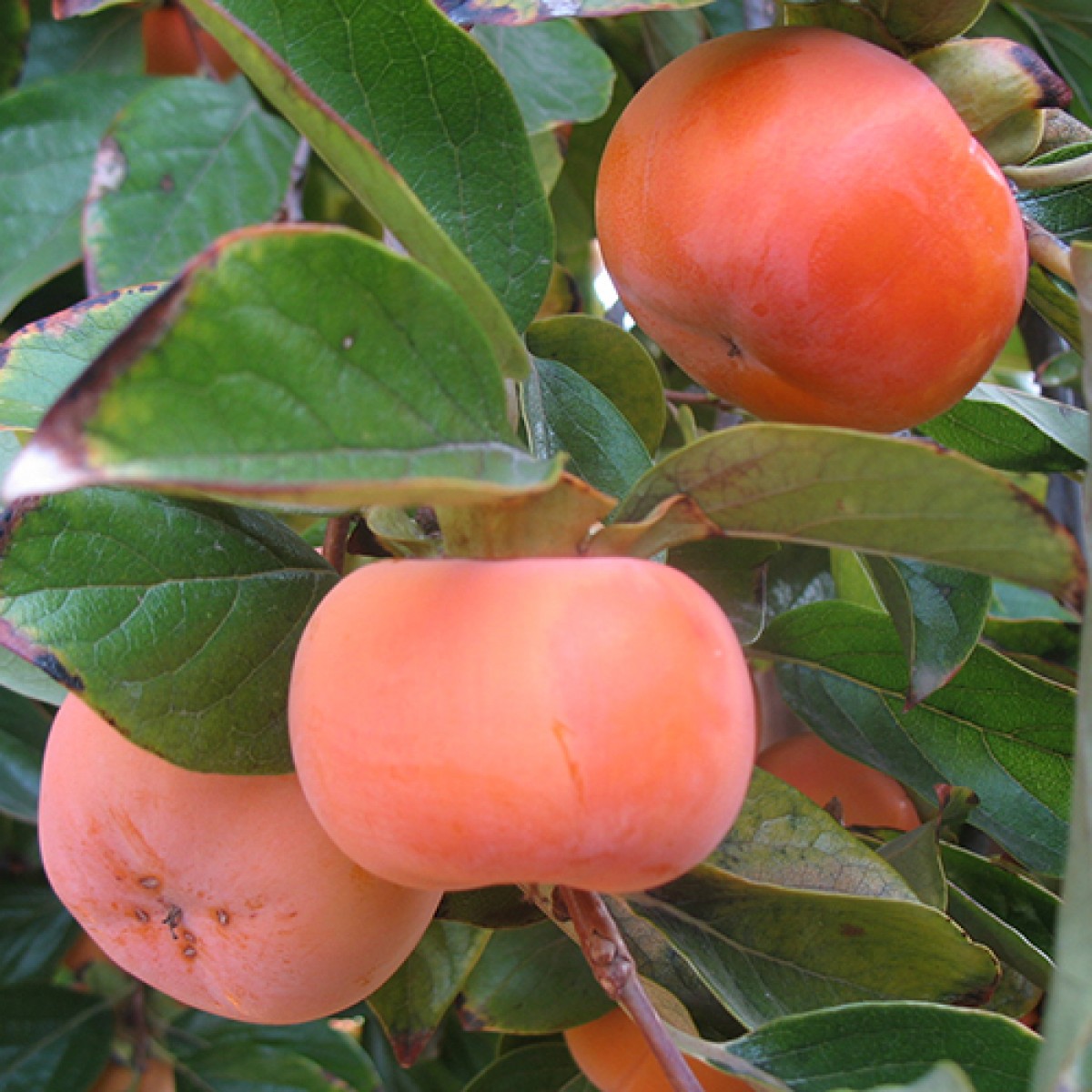 Diospireiro de fruto de sabor Exotico🍊🌀 - Image 4