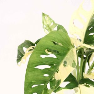 Monstera adansonii ‘Japanese Tricolor’