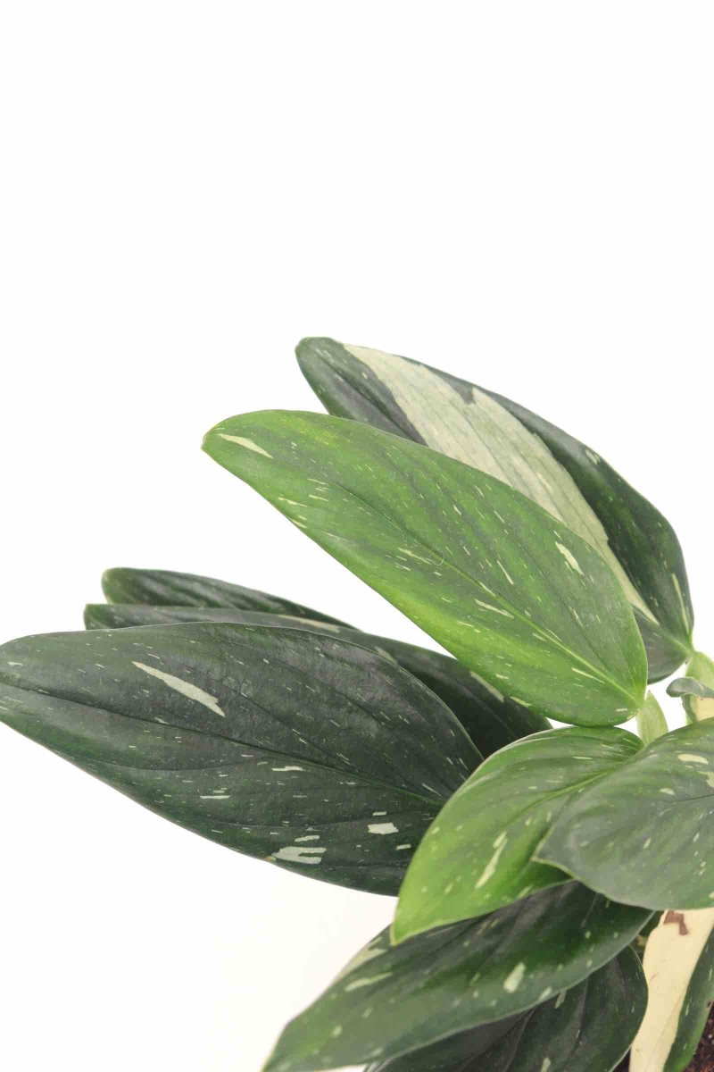 Monstera Standleyana ‘Albo Variegata’