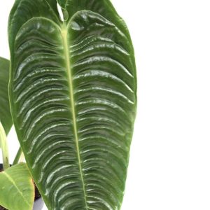 Anthurium veitchii